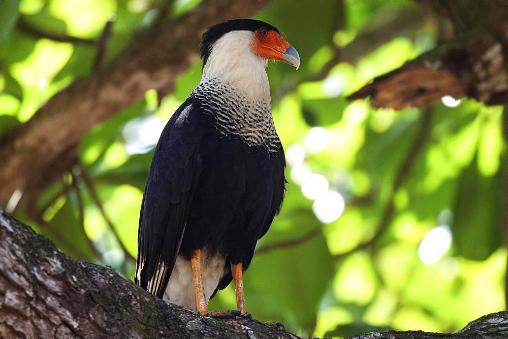 Southern crested caracara (Caracara plancus) sits on branch, Manuel Antonio National Park, Puntarenas Province, Costa Rica, Central America