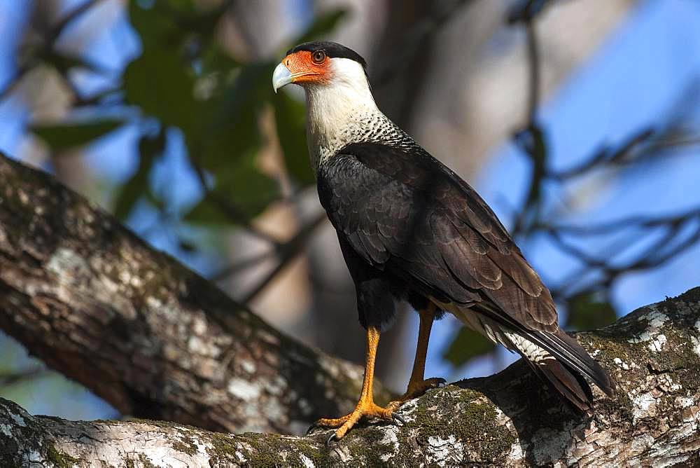 Southern crested caracara (Caracara plancus) sits on branch, Manuel Antonio National Park, Puntarenas Province, Costa Rica, Central America