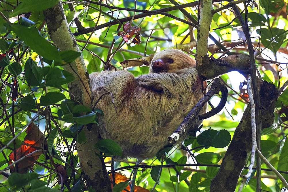 Two-toed sloths (Choloepus) sleeps in the tree, Manuel Antonio National Park, Parque Nacional Manuel Antonio, Province Puntarenas, Costa Rica, Central America