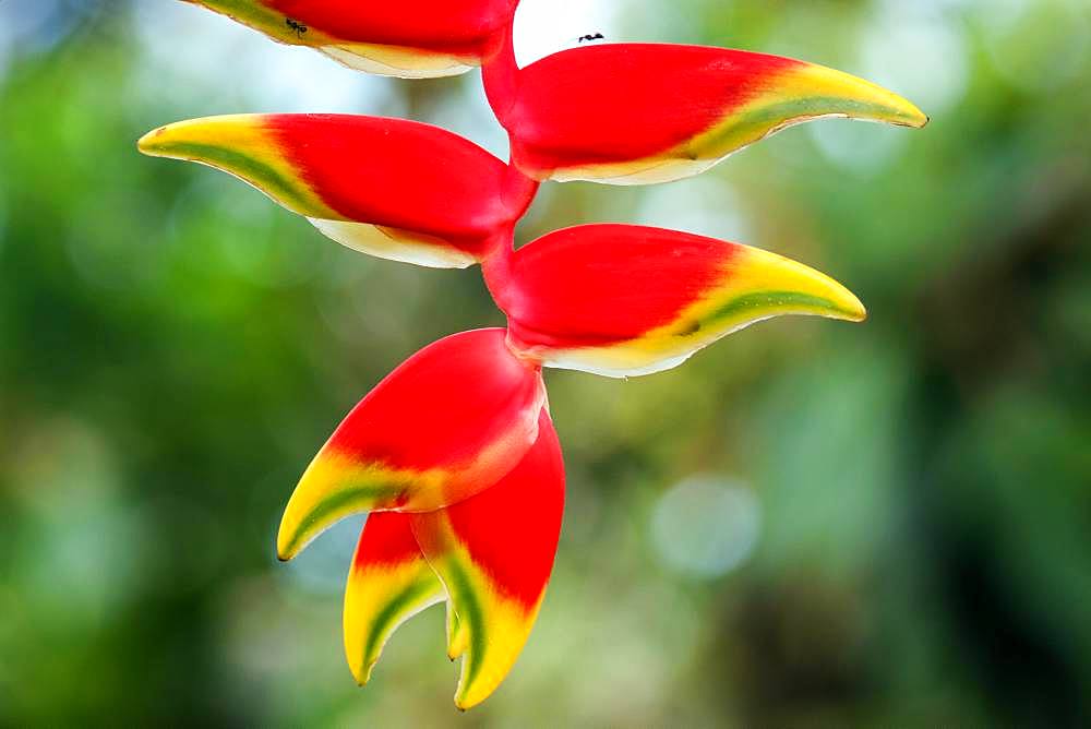 Beaked Heliconia (Heliconia rostata), flower, Costa Rica, Central America