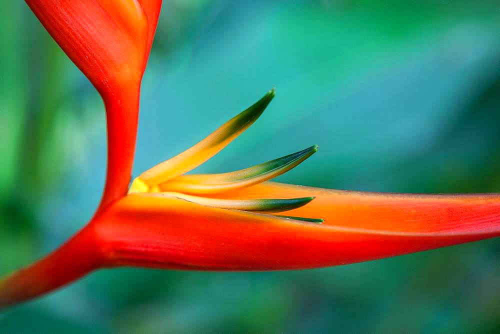 Heliconia (Heliconia psittacorum x spathocircinata), detail view, Costa Rica, Central America