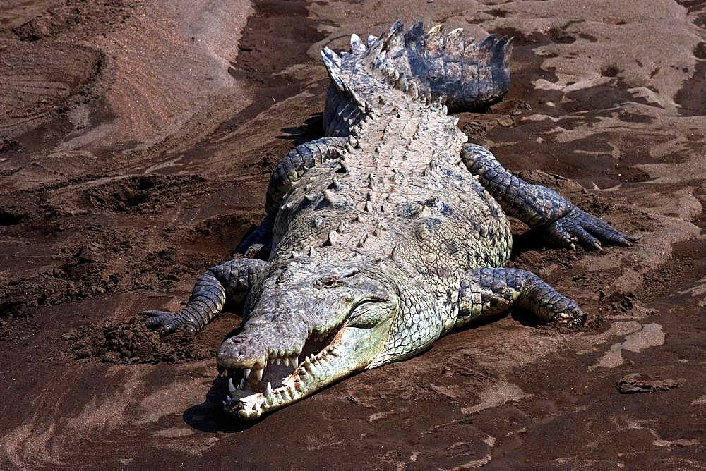 American crocodile (Crocodylus acutus) on sandbank at Rio Tarcoles, Carara National Park, Province Puntarenas, Costa Rica, Central America