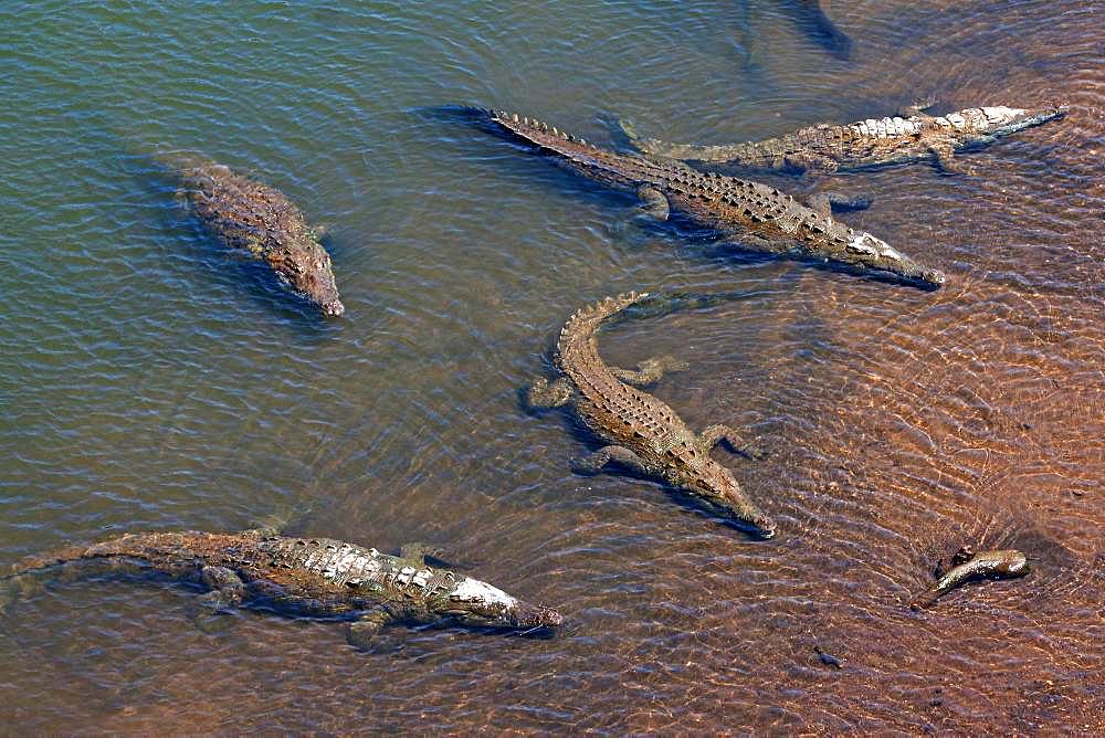 American crocodiles (Crocodylus acutus) rest in the water, Rio Tarcoles, Carara National Park, Puntarenas Province, Costa Rica, Central America