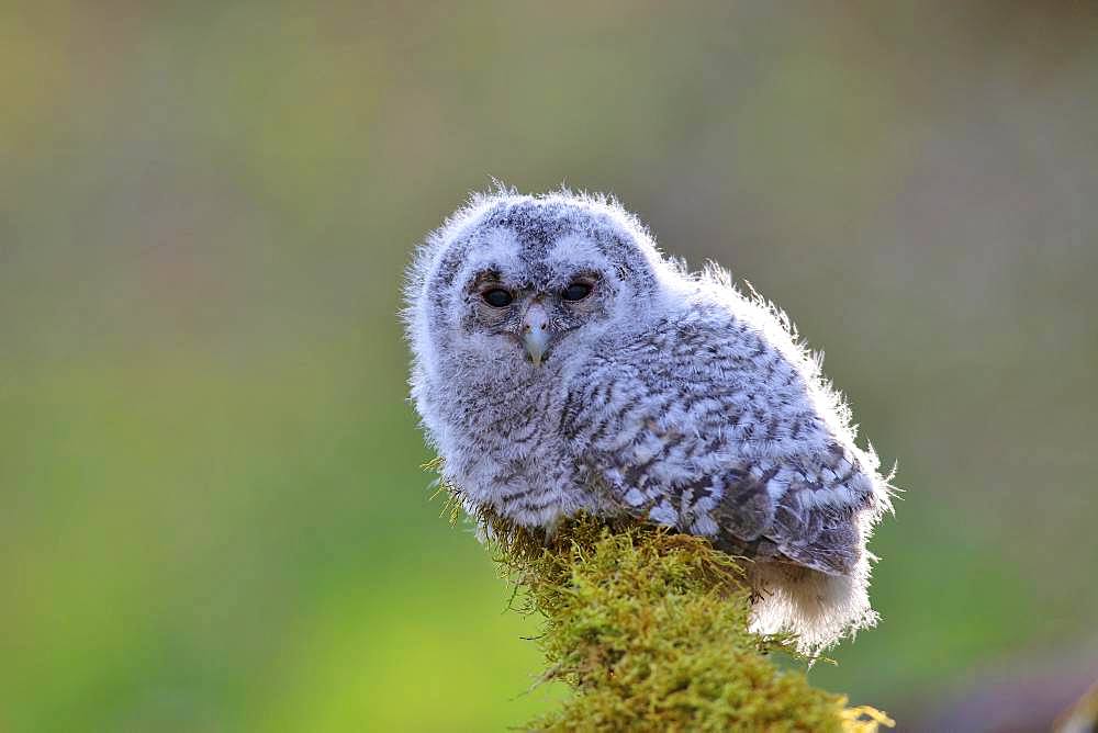 Tawny owl (Strix aluco), young bird sits on mossed branch, North Rhine-Westphalia, Germany, Europe