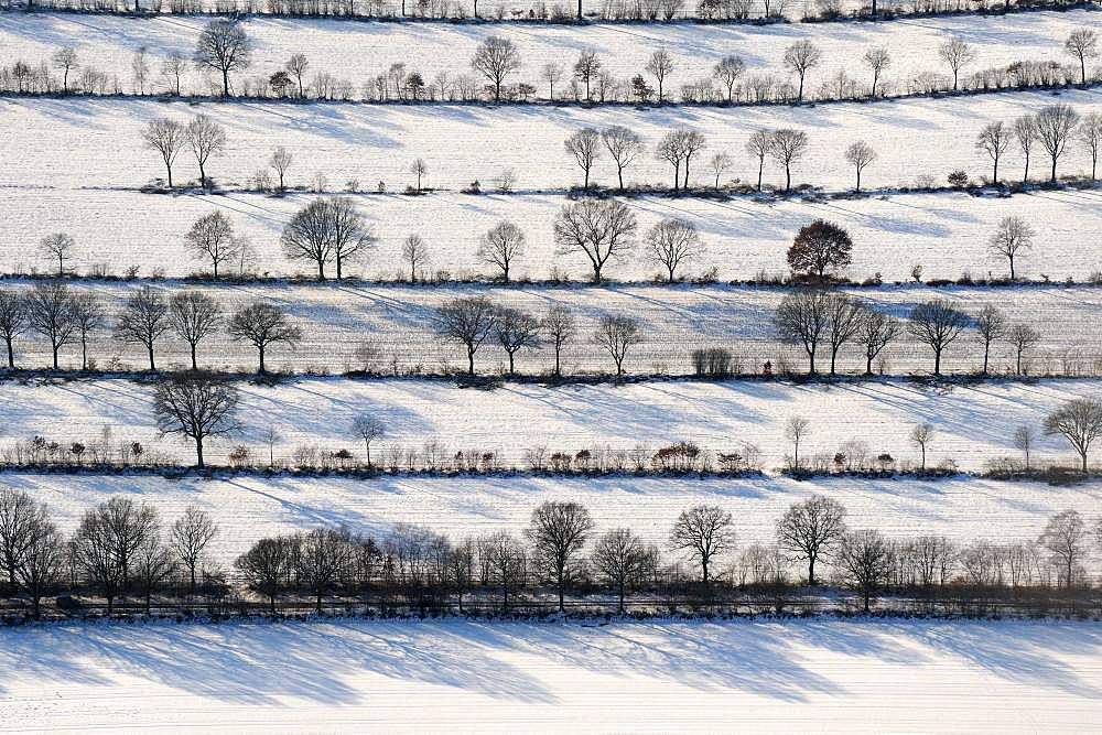 Bushes and Trees in Rows, Winter Landscape, Schleswig Holstein, Germany, Europe