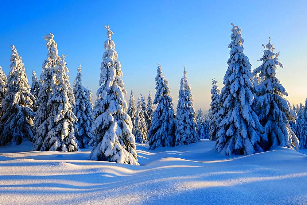 Snow-covered winter landscape, snow-covered spruces, Harz National Park, Saxony-Anhalt, Germany, Europe