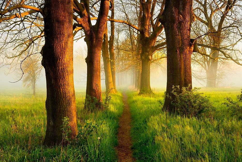 Narrow path through oak and ash avenue, fog, morning light, Naumburg, Saxony-Anhalt, Germany, Europe