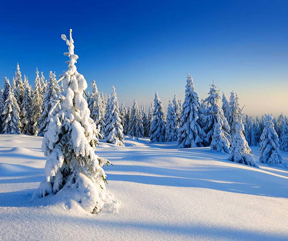 Snow-covered winter landscape, snow-covered spruces, Harz National Park, Saxony-Anhalt, Germany, Europe