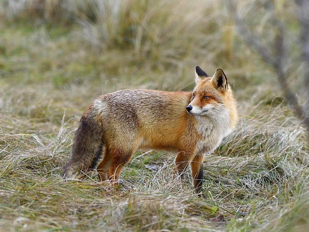 Red fox (Vulpes vulpes), standing and looking backwards, Waterleidingduinen, North Holland, Netherlands