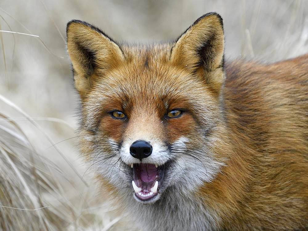 Red fox (Vulpes vulpes), with open mouth and erect ears, animal portrait, Waterleidingduinen, North Holland, Netherlands