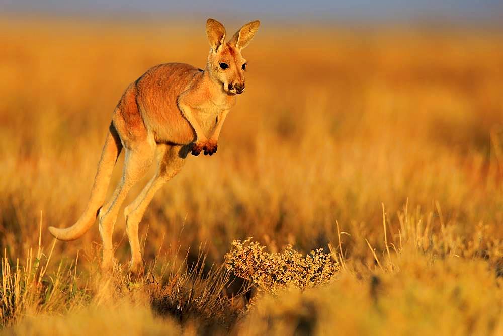 Red Giant kangaroo (Macropus rufus), young animal jumping, Sturt National Park, New South Wales, Australia, Oceania