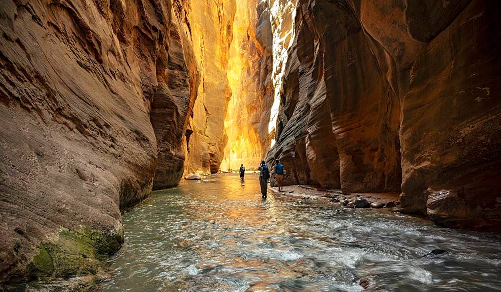 Hikers in the river, The Narrows, Virgin River bottleneck, Zion Canyon cliffs, Zion National Park, Utah, USA, North America