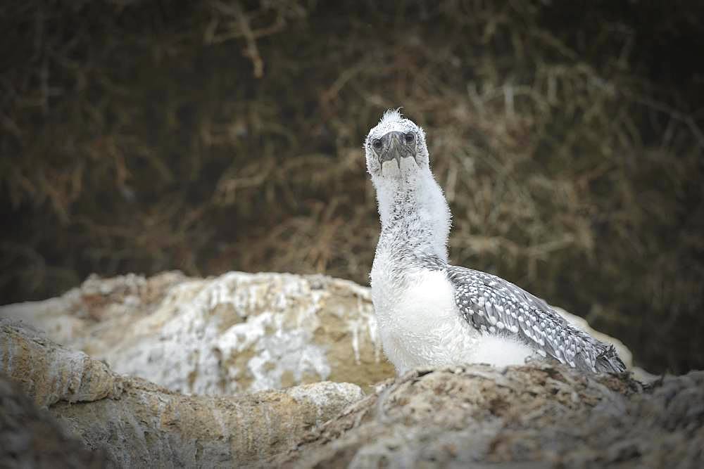 Australasian gannet (Morus serrator), young on rocks, dolt colony Cape Kidnappers, Hawke Bay, Hastings District, North Island, New Zealand, Oceania