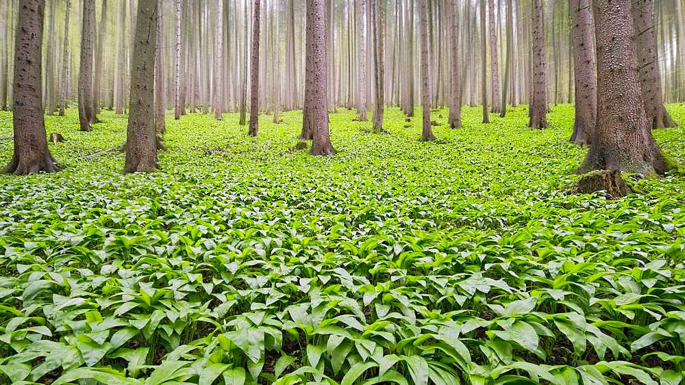 Ramsons (Allium ursinum) in the forest, Kalkalpen National Park, Reichraming, Upper Austria