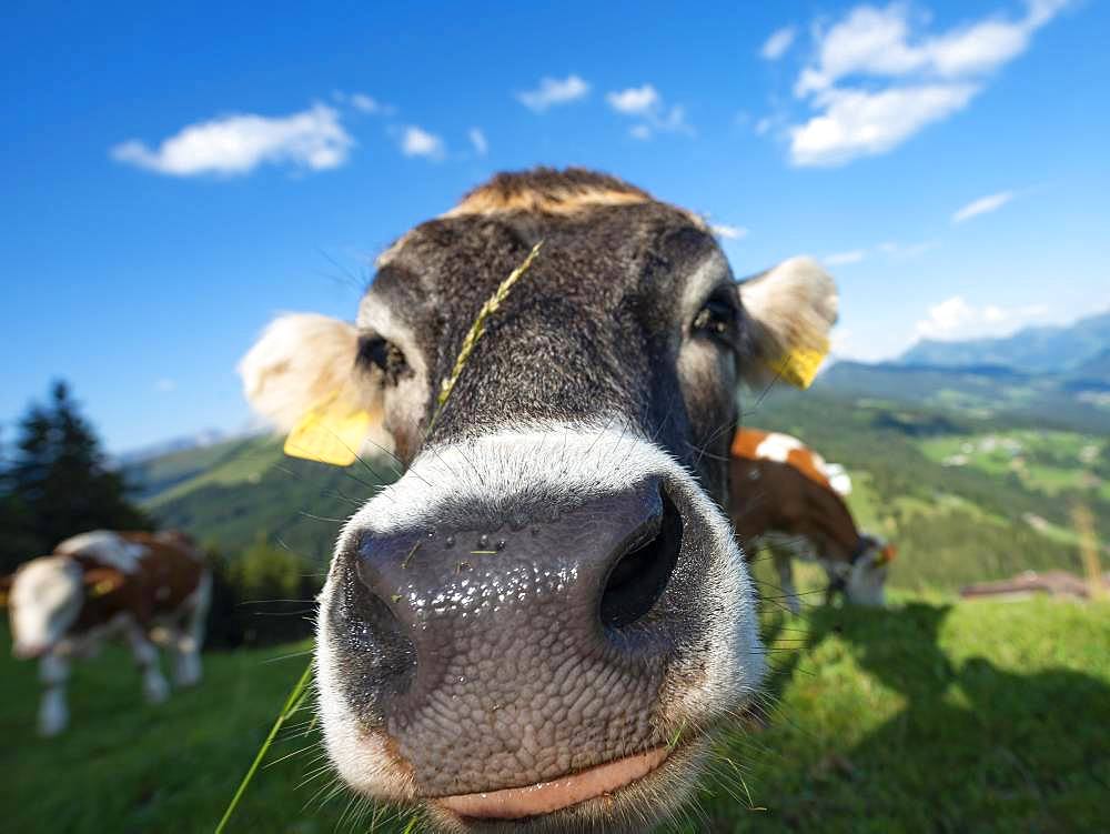 Curious young calf (Bos primigenius taurus) stretches snout to camera, grey cattle, animal portrait, Hochbrixen, Brixen im Thale, Tyrol, Austria, Europe