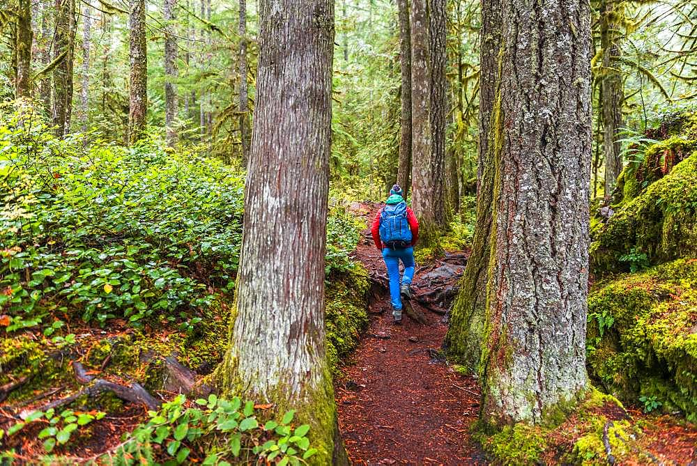 Hiker on a hiking trail in the rainforest between thick tree trunks, Mount Baker-Snoqualmie National Forest, Washington, USA, North America