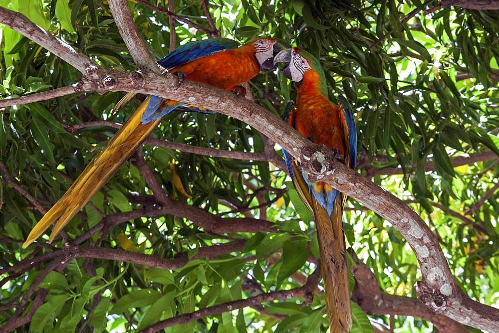 Two Scarlet macaws (Ara macao), animal pair sitting on a branch in a tree and beaking, Guanacaste province, Costa Rica, Central America