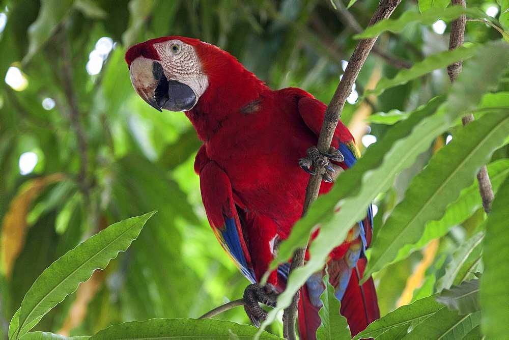 Scarlet macaw (Ara macao), sitting on a branch in a tree, Guanacaste province, Costa Rica, Central America