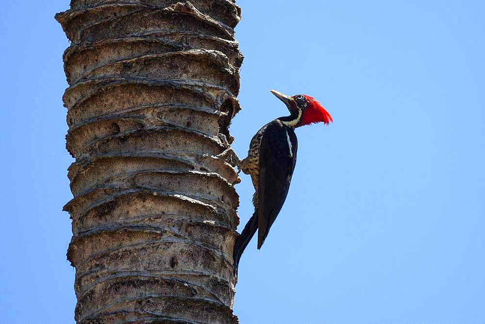 Lineated woodpecker (Dryocopus lineatus) sits on the tree trunk of a palm tree, Samara, Nicoya Peninsula, Guanacaste Province, Costa Rica, Central America