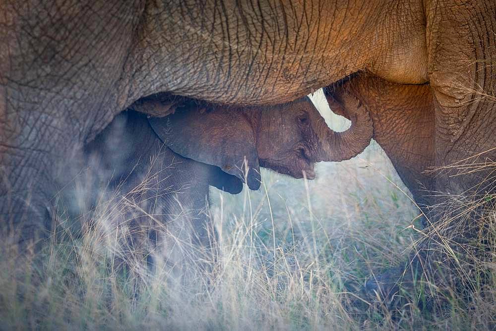 African elephant (Loxodonta africana), elephant baby seeks protection under mother, Klaserie Nature Reserve, South Africa, Africa