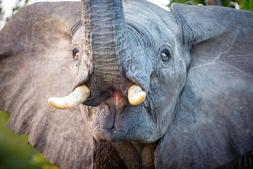 Young African elephant (Loxodonta africana) lifts trunk, portrait, Klaserie Nature Reserve, South Africa, Africa