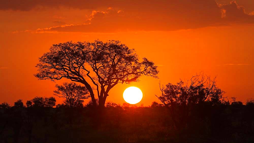 Umbrella thorn acacia (umbrella acacia tortilis) at sunset, Manyeleti Nature Reserve, South Africa, Africa