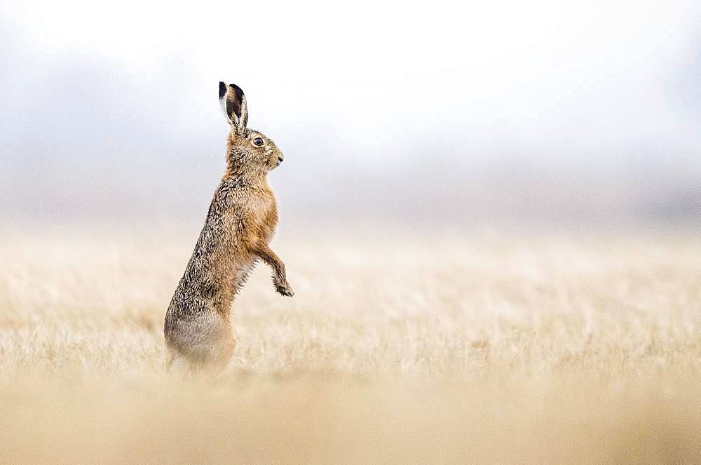 European hare (Lepus europaeus) stands upright in field, Burgenland, Austria, Europe