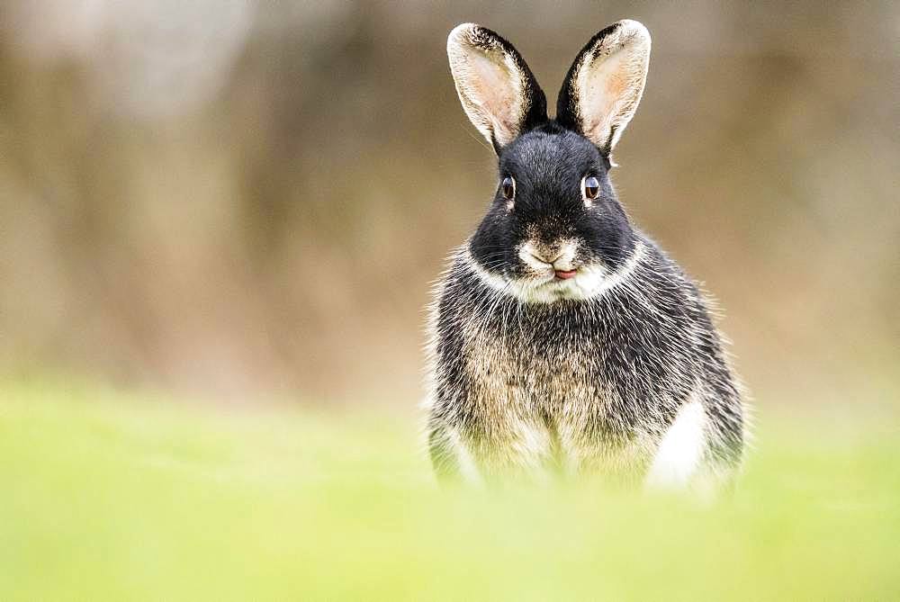 European rabbit (Oryctolagus cuniculus), intersection with Domestic rabbit (Oryctolagus cuniculus forma domestica), sits in meadow, Lower Austria, Austria, Europe