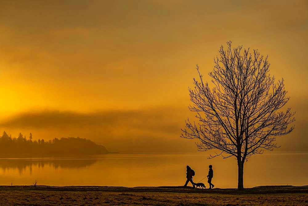 Tree with walkers on lakeshore at sunrise, Ambleside, Lake District National Park, Central England, Great Britain