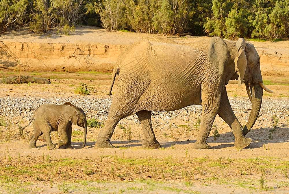 Namibian Desert elephants (Loxodonta africana), cow and calf walking, Hoarusib River, Namib Desert, Kaokoland, Kaokoveld, Kunene Province, Namibia, Africa