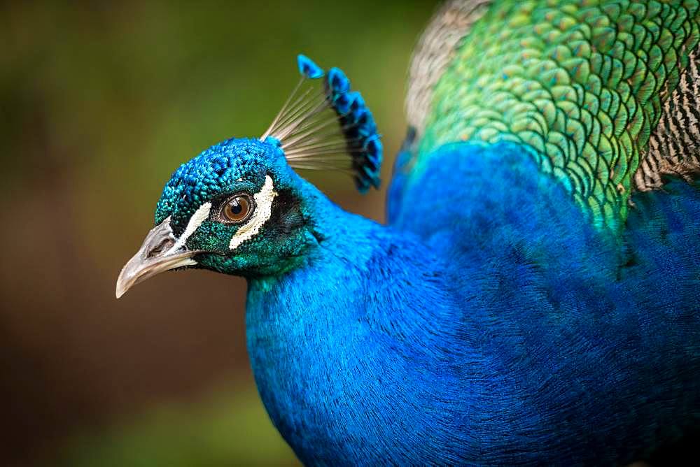 Indian peafowl (Pavo cristatus), rooster, animal portrait, Andalusia, Spain, Europe