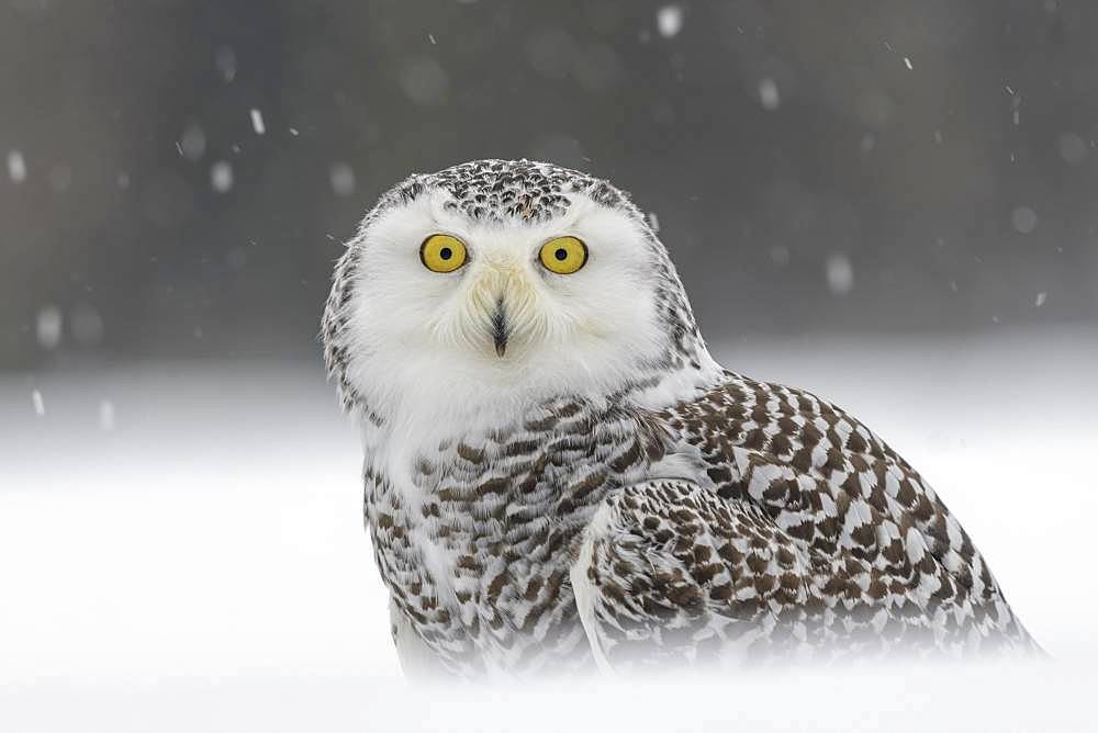 Snowy owl (Bubo scandiacus), sitting in the snow, snowstorm, animal portrait, captive, Sumava National Park, Bohemian Forest, Czech Republic, Europe