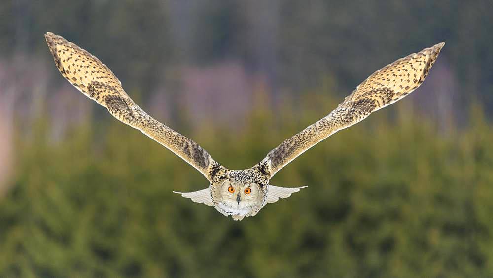 Siberian Eagle Owl (Bubo bubo sibiricus), adult female in flight, captive, Bohemia, Czech Republic, Europe