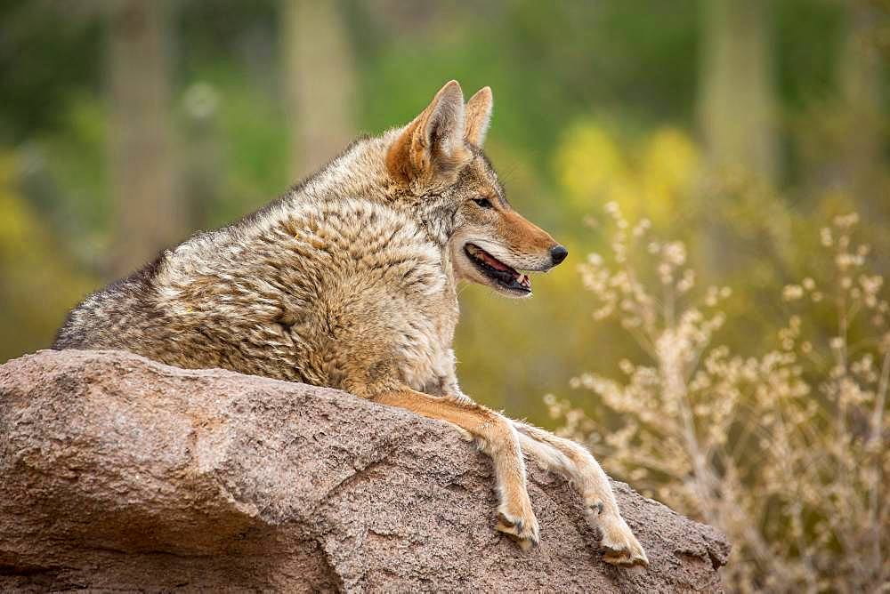 Coyote (Canis latrans) lies on rocks in cactus landscape, Arizona-Sonora Desert Museum, Tucson, Arizona, USA, North America