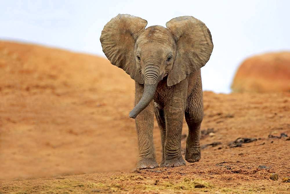 African elephant (Loxodonta africana), young animal walking, Addo Elephant National Park, Eastern Cape, South Africa, Africa