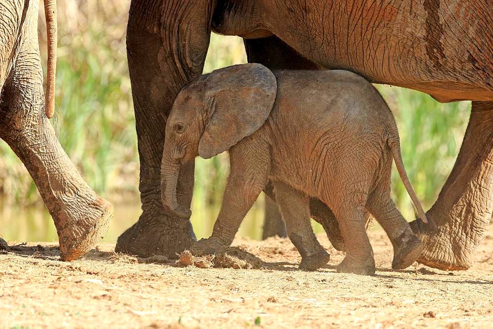 African elephant (Loxodonta africana), young animal walking under the protection of the elephant herd, Addo Elephant National Park, Eastern Cape, South Africa, Africa