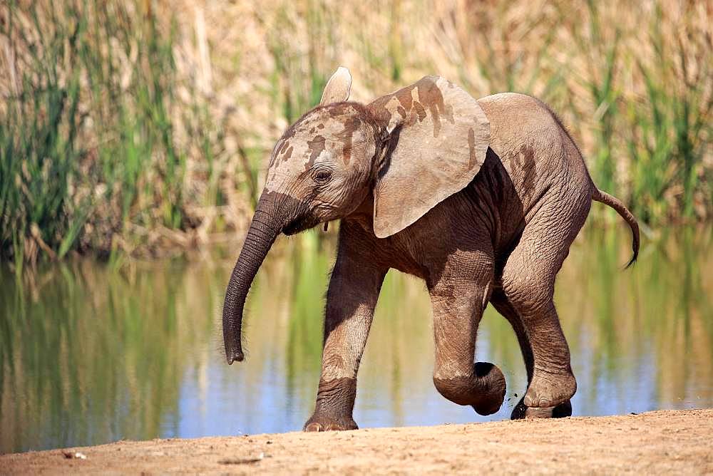 African elephant (Loxodonta africana), young animal at the water, running, Addo Elephant National Park, Eastern Cape, South Africa, Africa