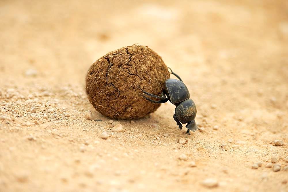 Dung beetle (Scarabaeus sacer), rolls ball of elephant dung, Addo Elephant National Park, Eastern Cape, South Africa, Africa