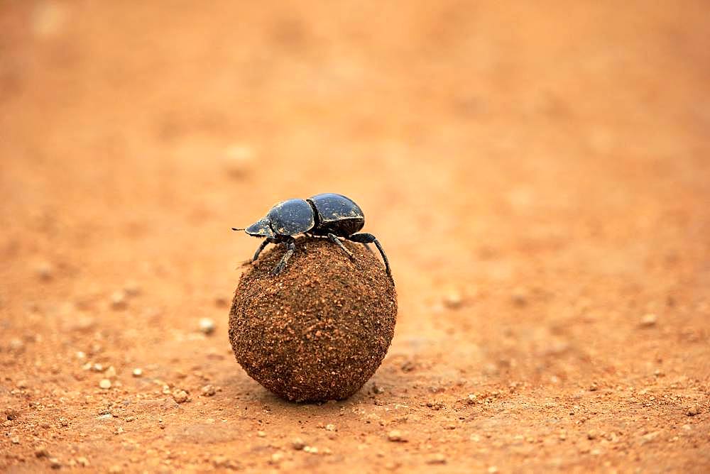 Dung beetle (Scarabaeus sacer), rolls ball of elephant dung, Addo Elephant National Park, Eastern Cape, South Africa, Africa