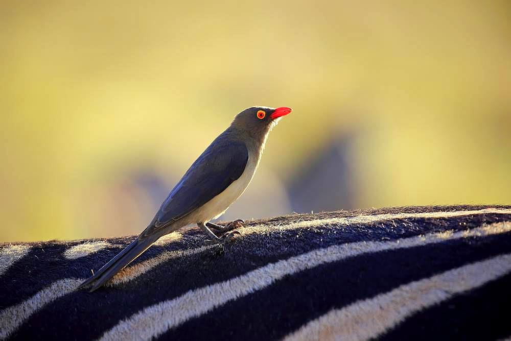 Red-billed oxpecker (Buphagus erythrorhynchus), adult, stands on zebra, host animal, symbiosis, Addo Elephant National Park, Eastern Cape, South Africa, Africa