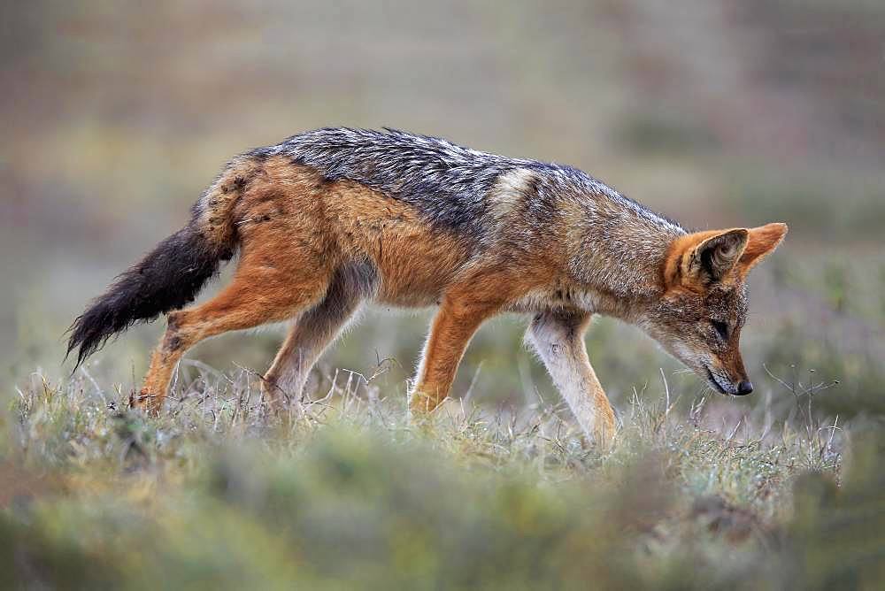 Black-backed Jackal (Canis mesomelas), adult, on the stalk, Addo Elephant National Park, Eastern Cape, South Africa, Africa