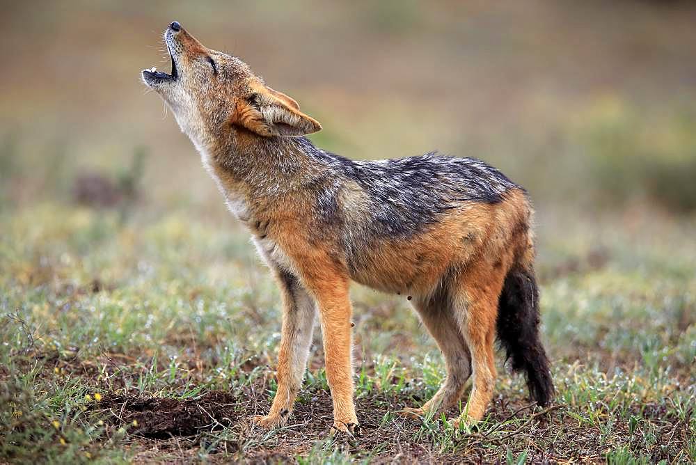 Black-backed Jackal (Canis mesomelas), adult, howling, social behaviour, Addo Elephant National Park, Eastern Cape, South Africa, Africa