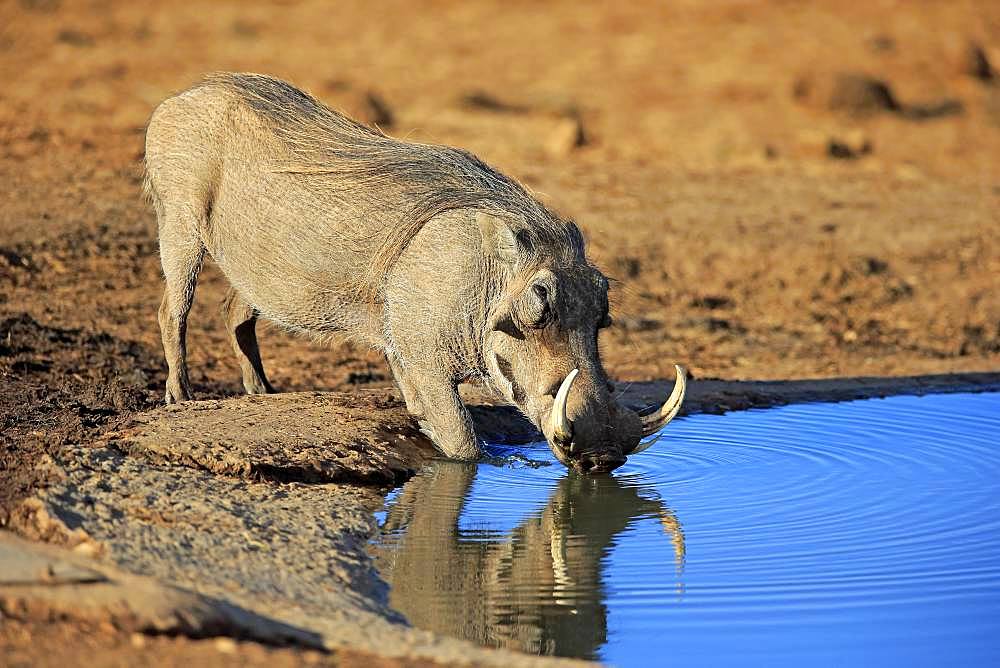 Warthog (Phacochoerus aethiopicus), adult, male drinking at waterhole, Addo Elephant National Park, Eastern Cape, South Africa, Africa