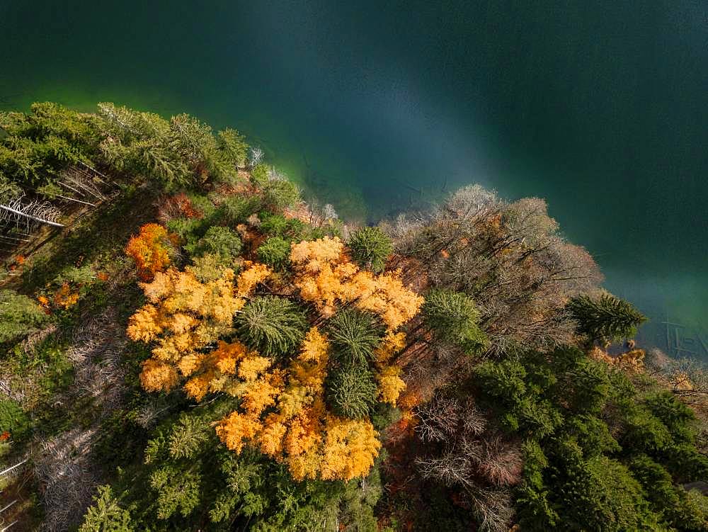 Drone shot, bird's eye view, mixed forest with yellow leaves in autumn from above, Lake Barmsee, Mittenwald, Bavaria, Germany, Europe