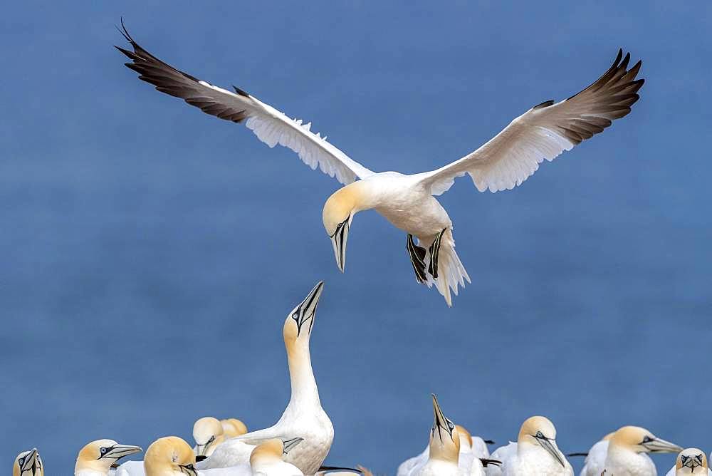 Northern gannet (Morus bassanus) approaching, colony on Lummenfelsen, Heligoland, Schleswig-Holstein, Germany, Europe