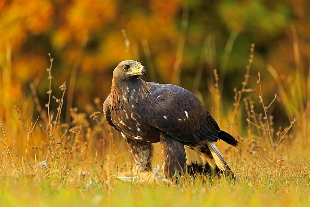 Golden eagle (Aquila chrysaetos), adult, with prey, Slovakia, Europe