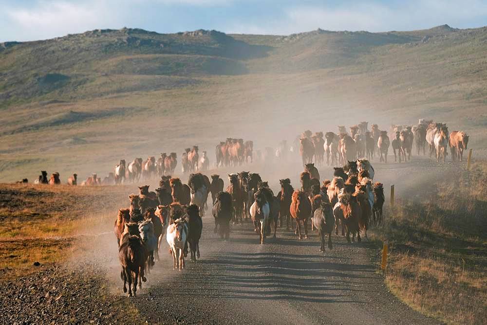 Icelandic horses (Equus islandicus), herd is driven from the highlands into the valley, horse drive or Rettir, near Laugarbakki, North Iceland, Iceland, Europe