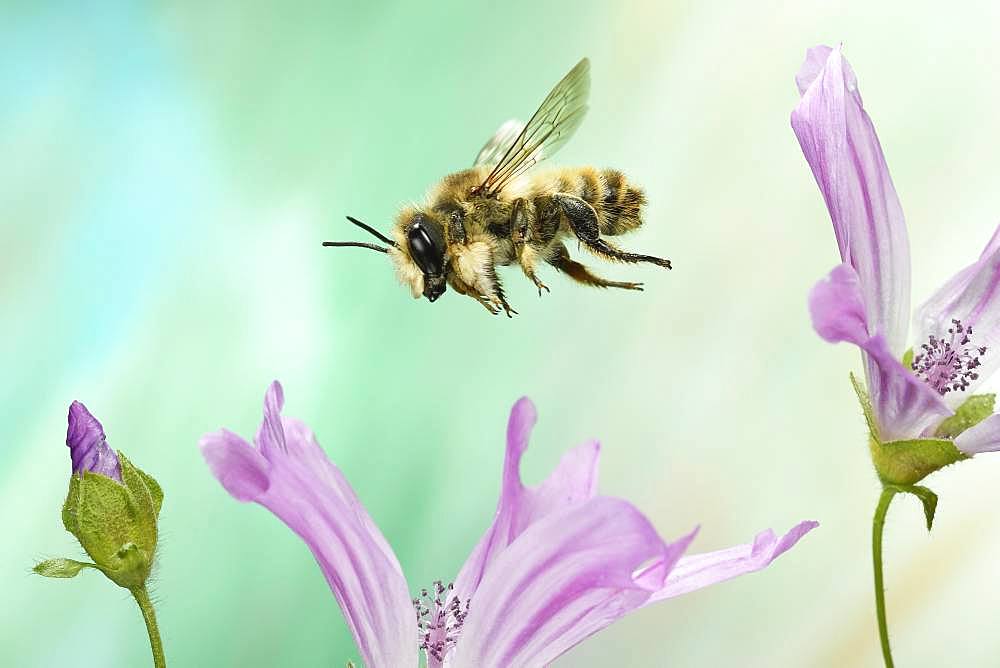 Large Willughby's Leafcutter (Megachile willughbiella) in flight on the flower of Common chicory (Cichorium intybus), Germany, Europe