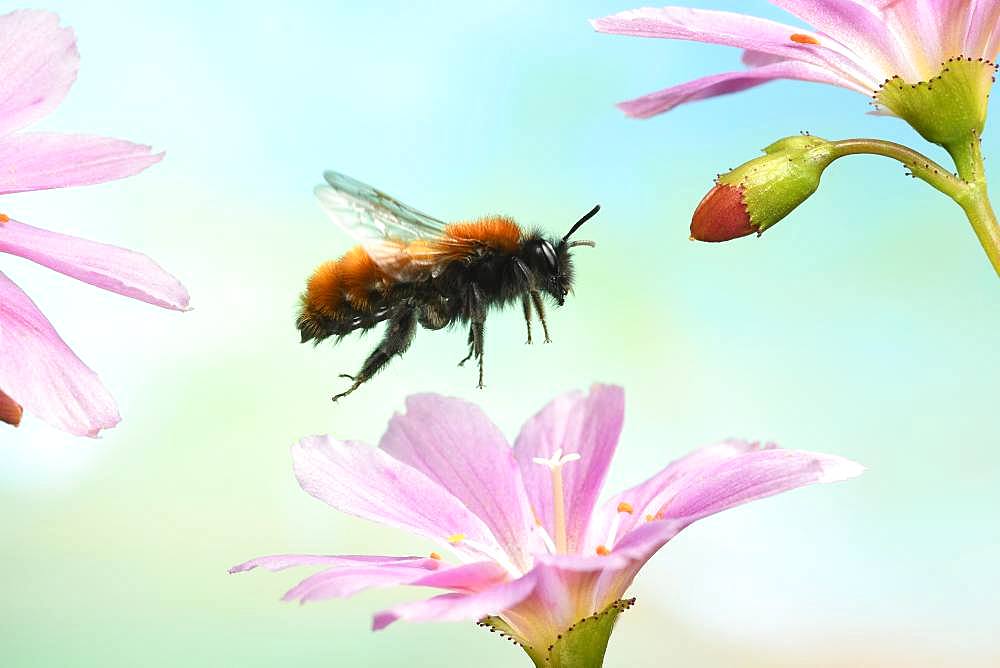 Tawny mining bee (Andrena fulva) in flight on the flower of Lewisia (Lewisia), Germany, Europe