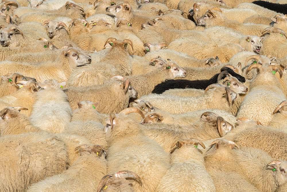 Sheep (Ovis aries) stand densely packed in a pen, sheep drive or Rettir, near Laugarbakki, North Iceland, Iceland, Europe